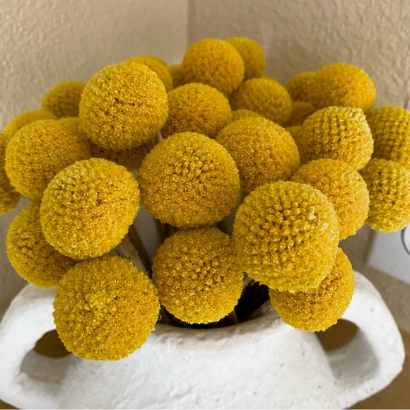 10 STEMS Dried Flowers Billy Balls - Craspedia Flowers - Picture 2 of 13